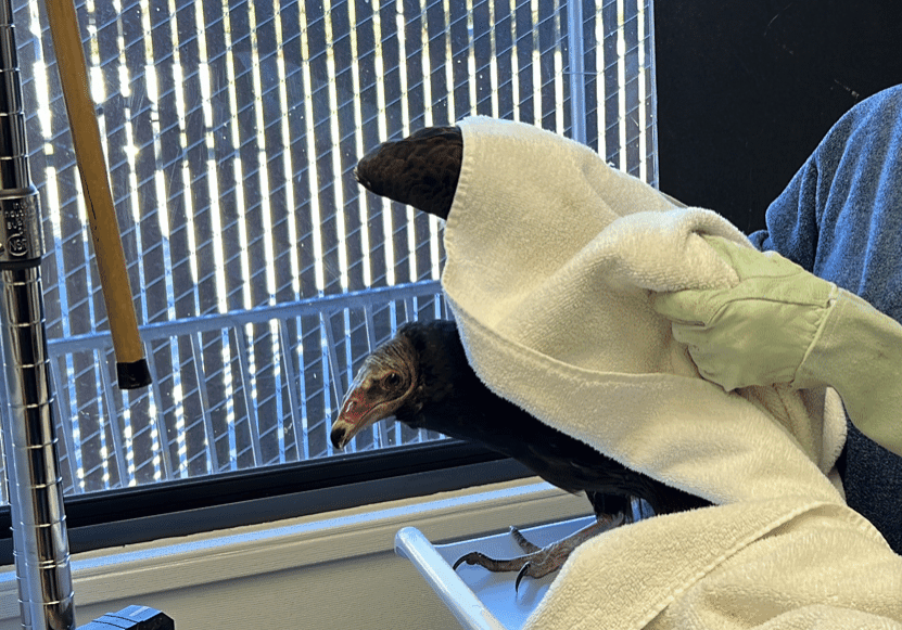 HermanceAlison Turkey Vulture Being Weighed