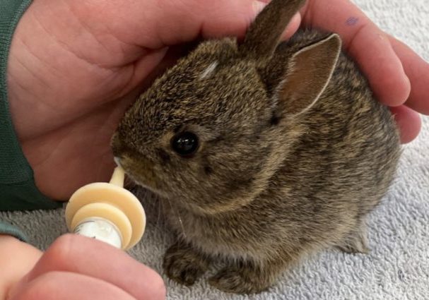 HermanceAlison Brush Rabbit In Care