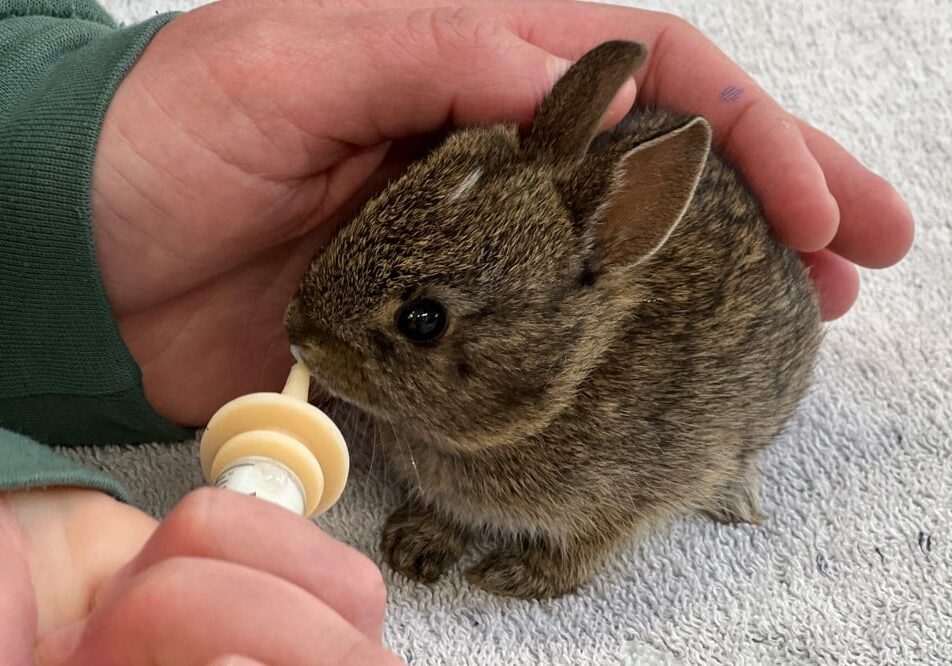 HermanceAlison Brush Rabbit In Care