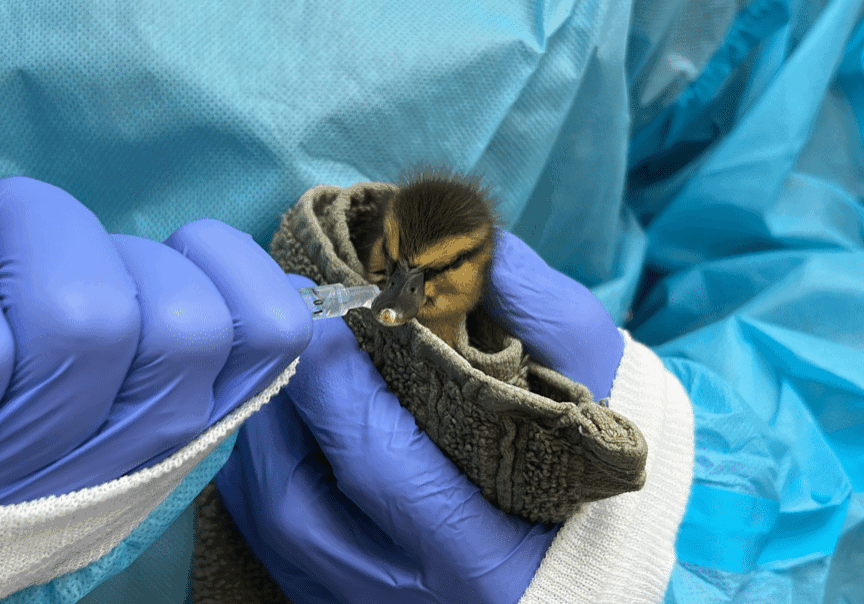 HermanceAlison Cold Duckling