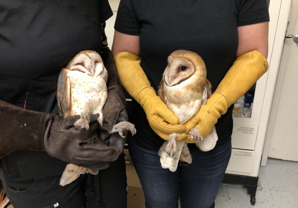 HermanceAlison Disco Barn Owls For Header