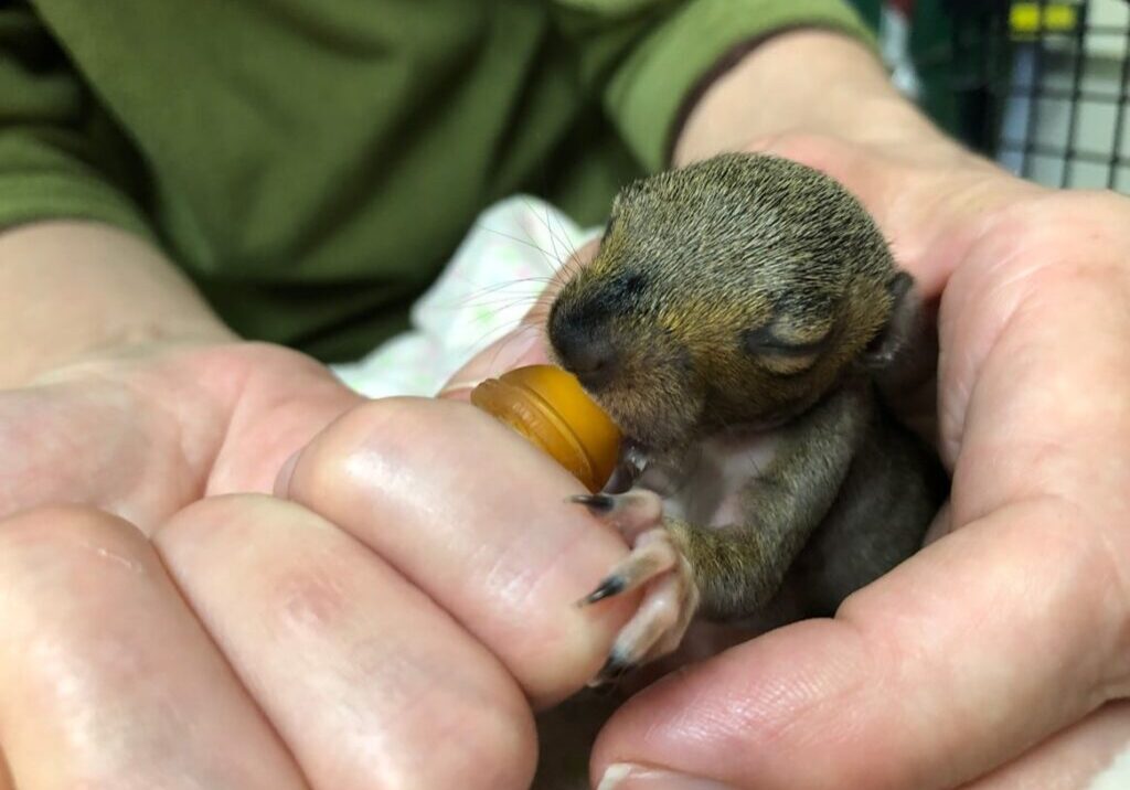 Eyes-closed baby squirrel.