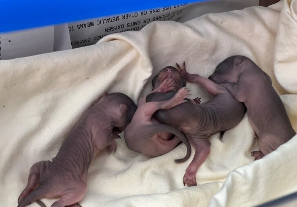 Newborn baby squirrels.