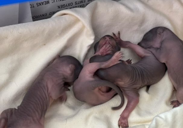 Newborn baby squirrels.
