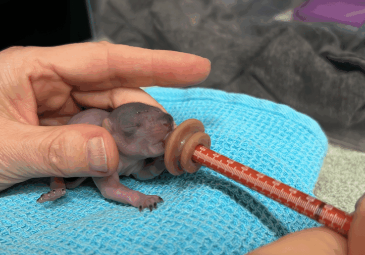 HermanceAlison First Baby Squirrel Of 2024