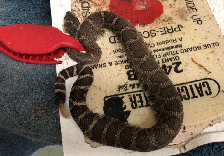 HermanceAlison Glue Trap Rattlesnake
