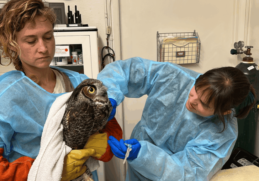 HermanceAlison Great Horned Owl Injection