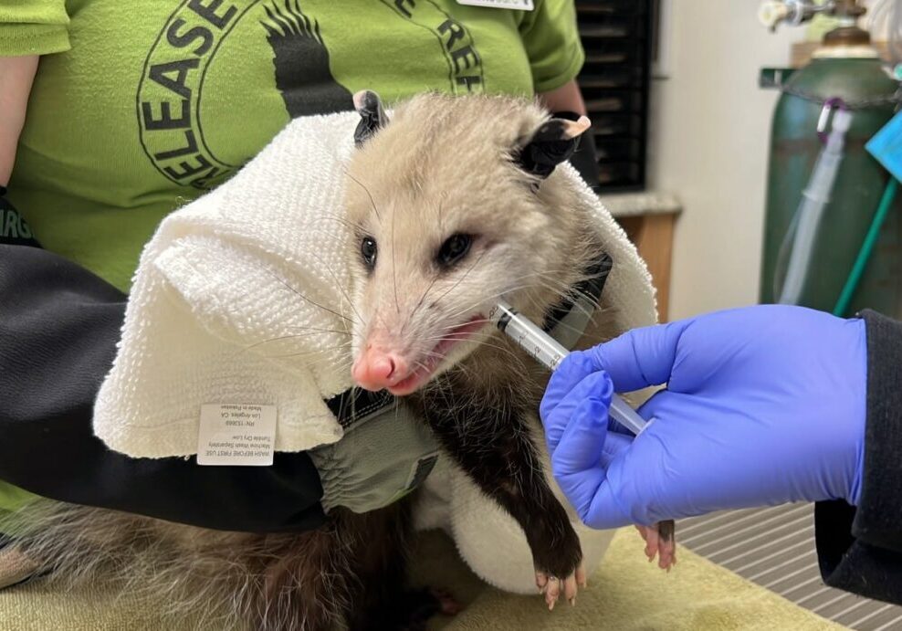 HermanceAlison Opossum Receiving Pain Meds In The Wildlife Hospital