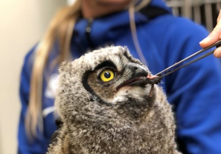HermanceAlison Owlet 5 22