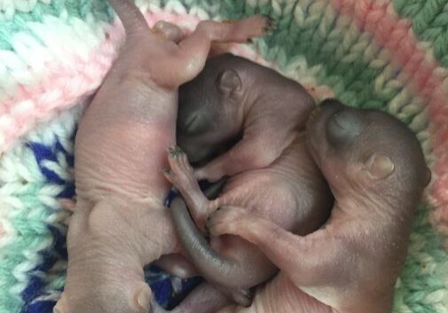 Tiny orphaned squirrels at WildCare. Photo by Alison Hermance