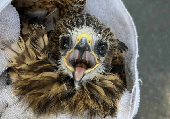 HermanceAlison Red Shouldered Hawk Fledgling HermanceAlison Red Shouldered Hawk Fledgling