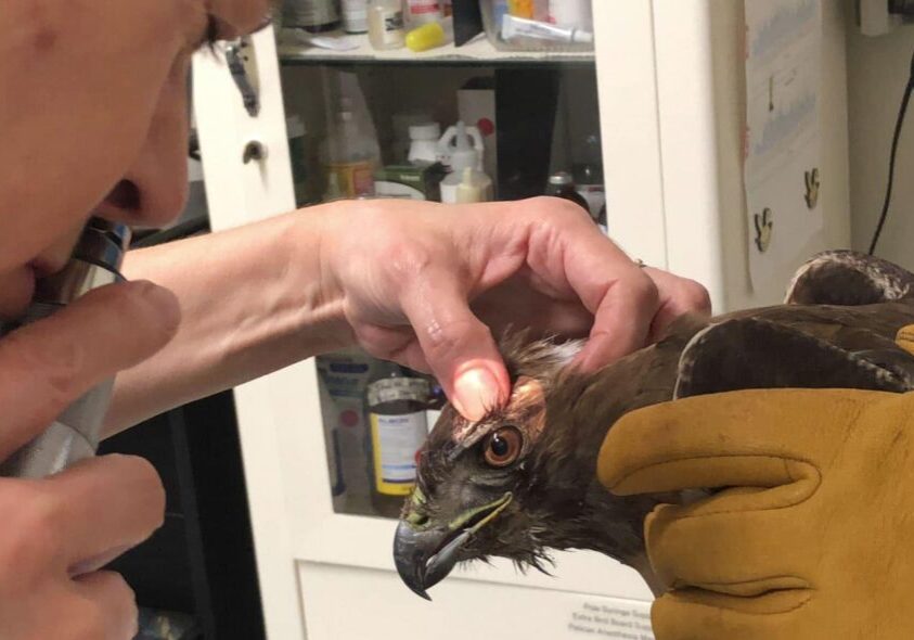 HermanceAlison Red Tailed Hawk Eye Exam 2