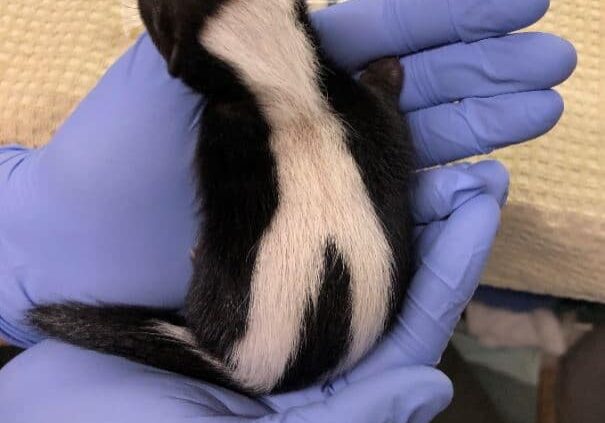 HermanceAlison Skunk Baby In Blue Gloves