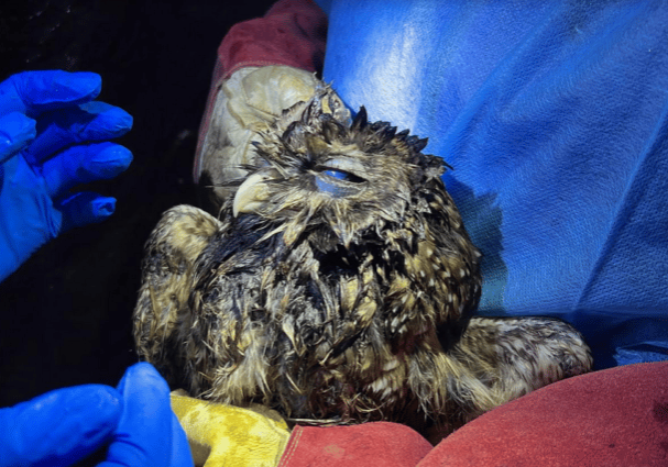 HermanceAlison Spotted Owl Intake 2