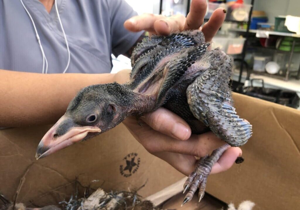 HermanceAlison_baby raven in care