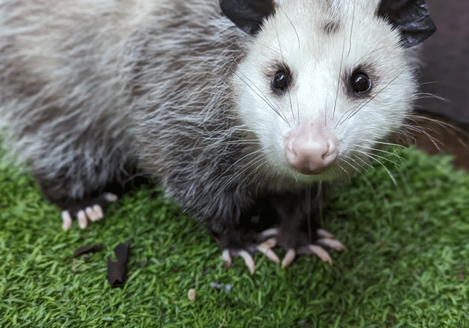 LogsdonRyane Opossum For Naming Contest2