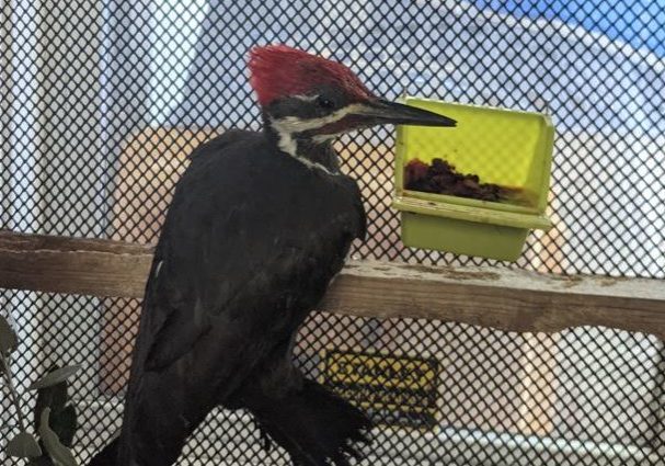 MailletBrenna Pileated Woodpecker In Enclosure