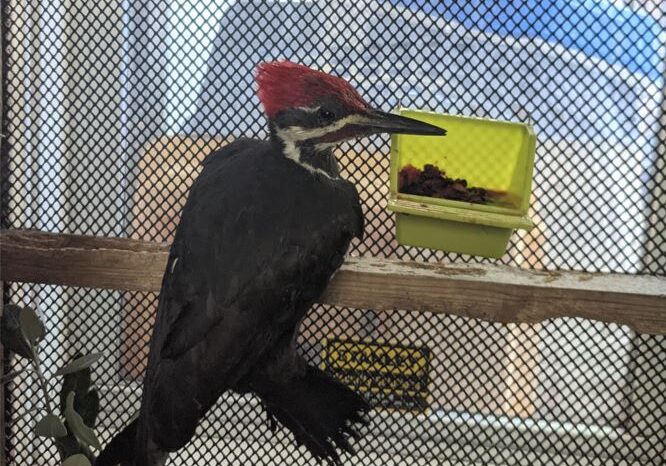 MailletBrenna Pileated Woodpecker In Enclosure