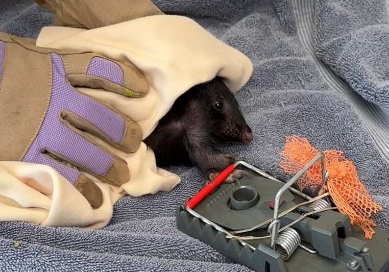 MasonCate Skunk's Paw Stuck In The Trapv2