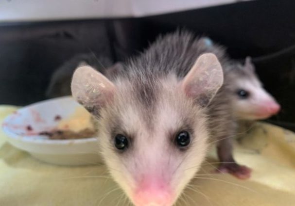 MorseBrittany Opossums 4 22