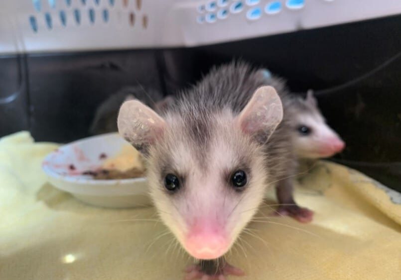 MorseBrittany Opossums 4 22