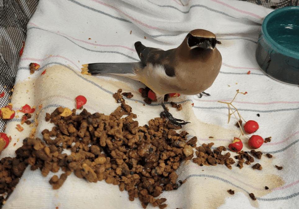 PiazzaMelanie Cedar Waxwing With Droppings