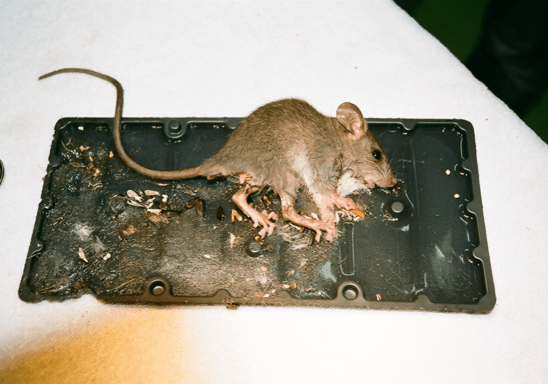 PiazzaMelanie Glue Trap Rat1