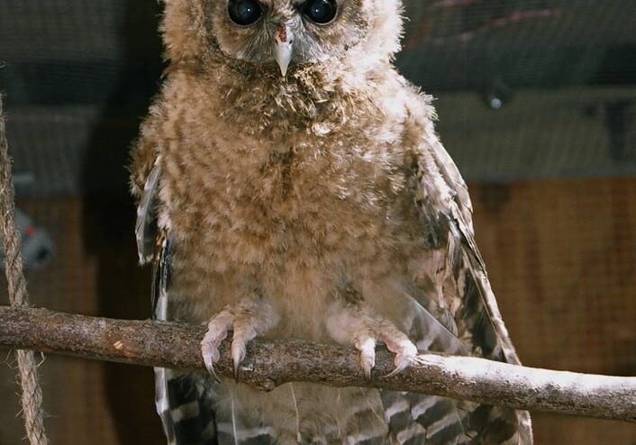 PiazzaMelanie Sequoia As A Baby