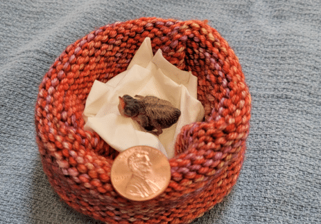 PiazzaMelanie Baby Hummingbird