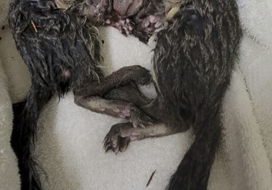 PiazzaMelanie Cold Wet Squirrels