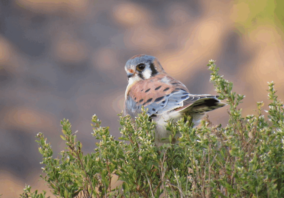 RossiAviva_American Kestrel in tree RossiAviva_American Kestrel in tree