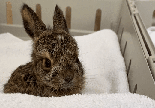 Jackrabbit baby in care at WildCare. Photo by Tara Harris