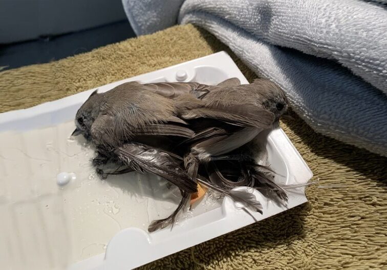 StevenotLucy Glue Trap Titmice For Header