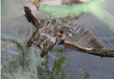 Western Screech Owl tanlged in fake spiderweb. Photo by Dave Stapp