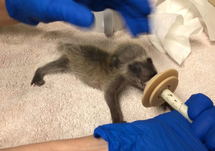 Raccoon For Header